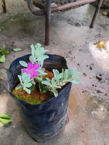 Mudas Chuva de prata