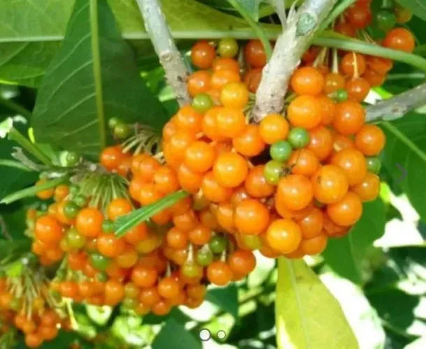 Mudas de Fruto da Sábia 