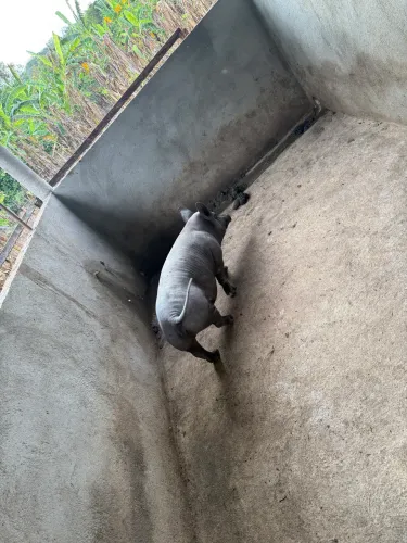 Porco cachaço e 5 porcas prenhas