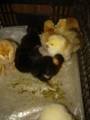 Pintinhos a partir de 8 reais 