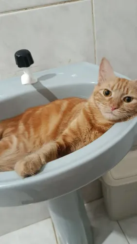 ADOTE UMA GATINHA