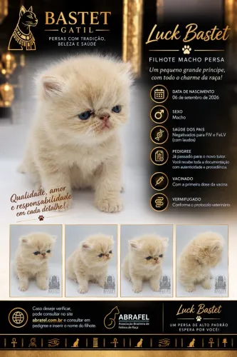 Gato Persa Macho - Pedigree
