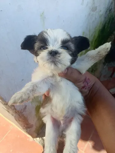 Animais de estimação 