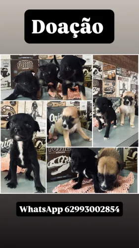 Doação de cachorros filhotes
