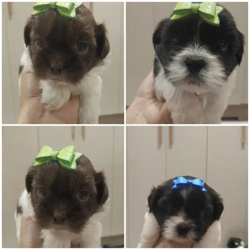 Raça shih tzu mais informações *