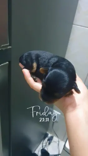 Vendo filhotes de Yorkshire, fêmea e macho 