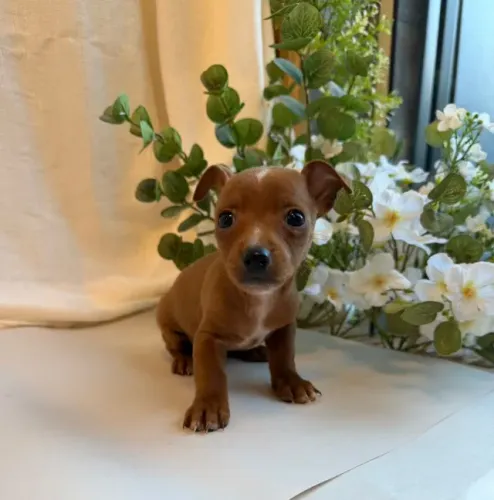 Pinscher