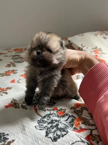 Filhotes de Lulu da Pomerania