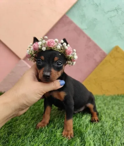 Pinscher Exclusivo e Encantadora