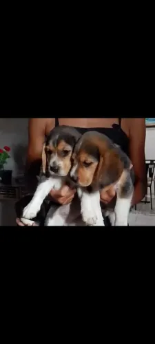 Beagle 13 polegadas puro, pai e mãe no local