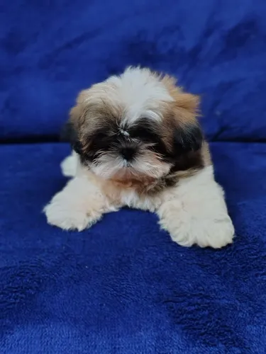 Ursinho