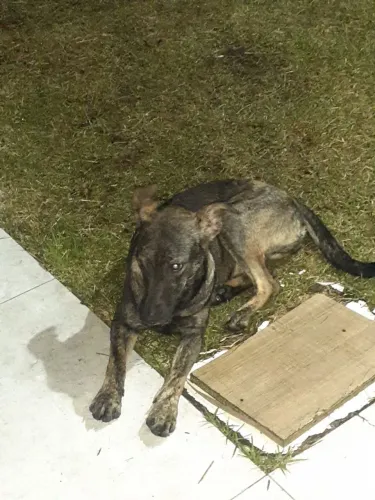 DOAÇÃO DE UM CÃO PARA ELEGRAR SUA VIDA