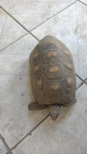 Pet 