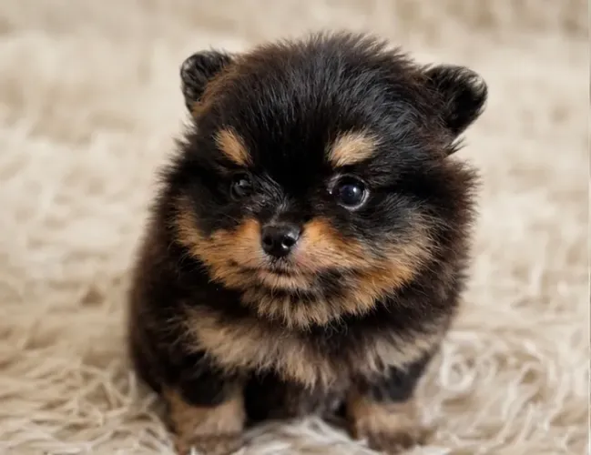 Lulu da pomeranea