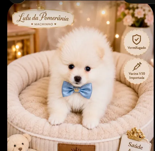 Lulu da Pomerania