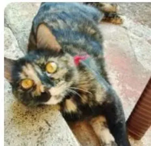 Doação de gatos filhotes