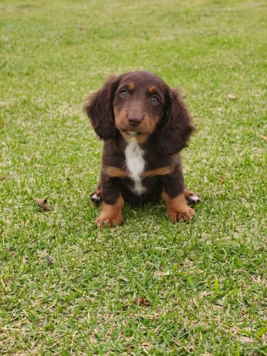 Filhote de salsichinha disponível febre macho