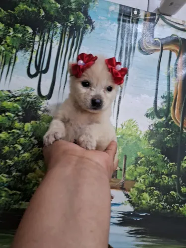 Pinsche com spitz alemão femea