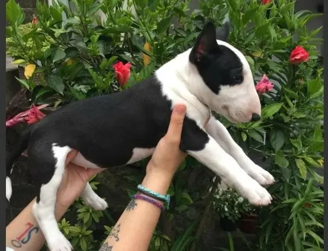 Bull Terrier ? V10 Importada e Garantias de Saúde com Contrato de Compra
