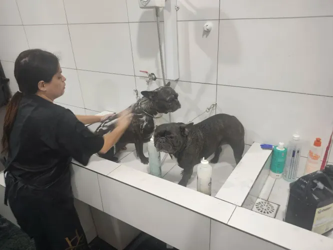 Pet Shop Banho e Tosa