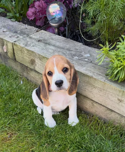 Maravilhosos Filhotes de Beagle