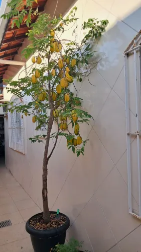 Pé de carambola em produção