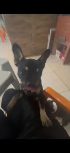 BULDOGUE FRANCÊS MACHO
