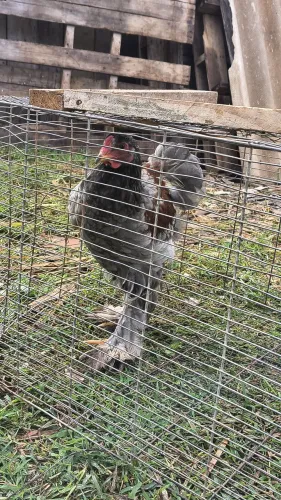Frangos Brahma