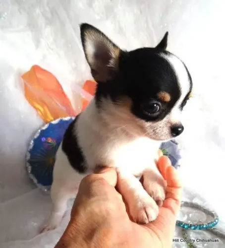Chihuahua mini encantador