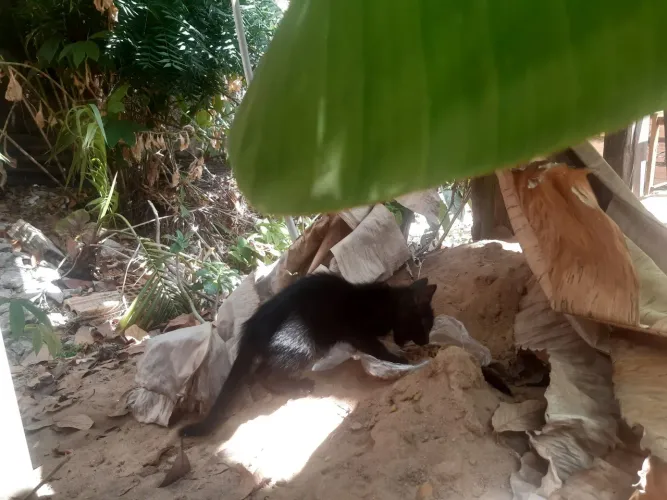 Gatos