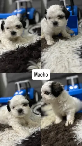 Vende-se filhotes de Shih Tzu (2 macho e 1 fêmea)
