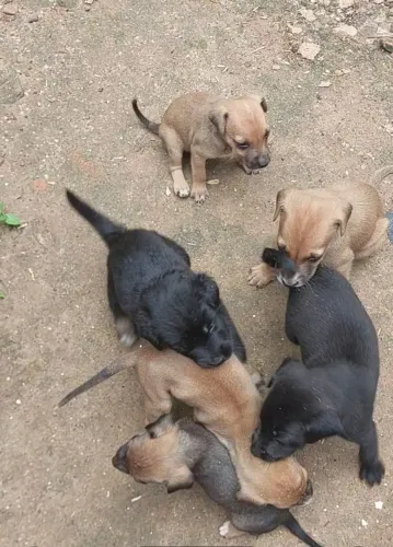 Belos cachorrinho pra adoção. 