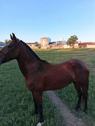 Égua mangalarga larga 