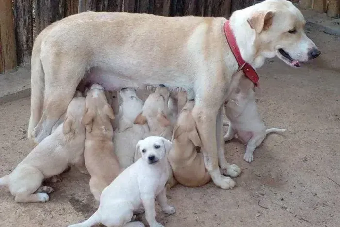 Doação filhote de Labrador