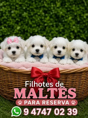 FILHOTES DE MALTÊS PARA RESERVA ! ! !