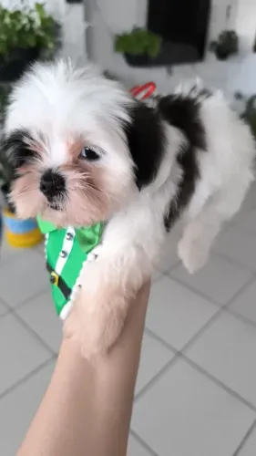 Vendo lindos filhotinhos de Shitzu 