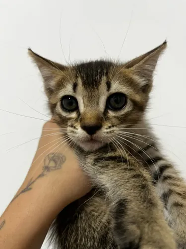 Doação de gato