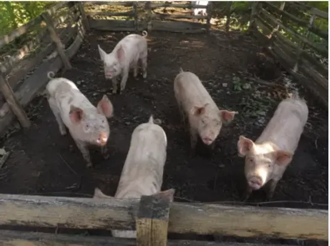 Doação de Porco