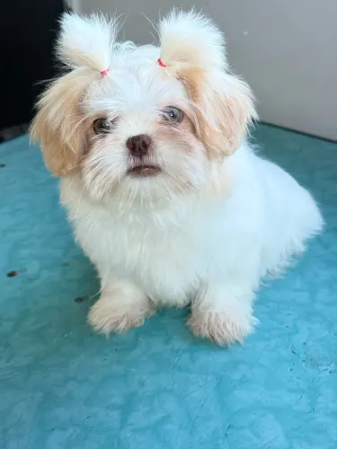 Shitzu