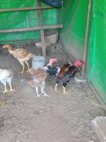 Galinha india 