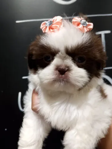 Shitzu,Mascarda Fêmea Filhote e Padrão da Raça - Bem Pequena!