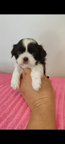 Shih tzu fêmea chocolate e branca