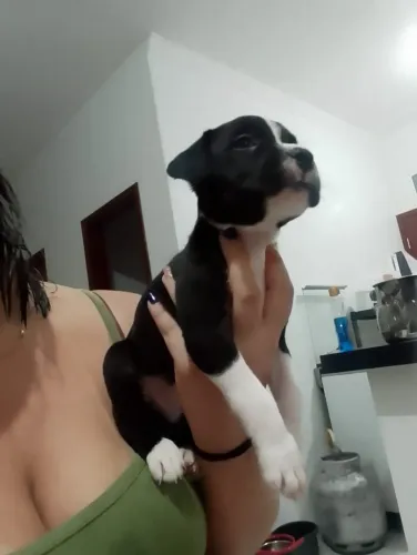 Pitbull Filhote