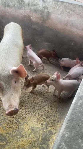 Doações de animais