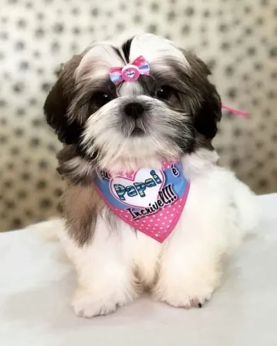 Shih Tzu micro com pedigree padrão Europeu!