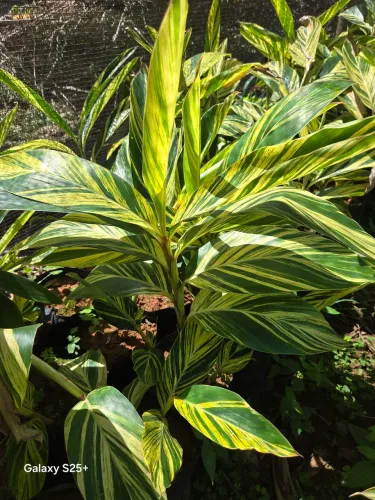 Alpinia zerumbet
