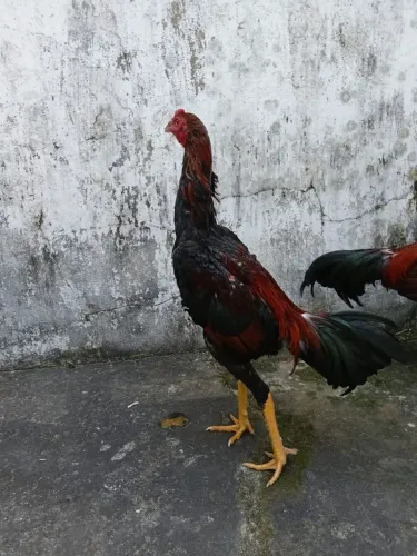 Galos de raça