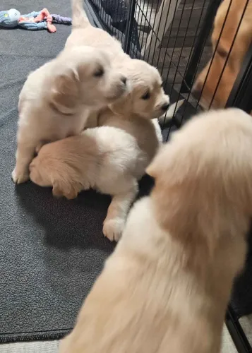 Filhotes de Golden Retriever | Venha viver essa experiência!