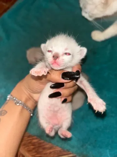 Gatinhos para adoção