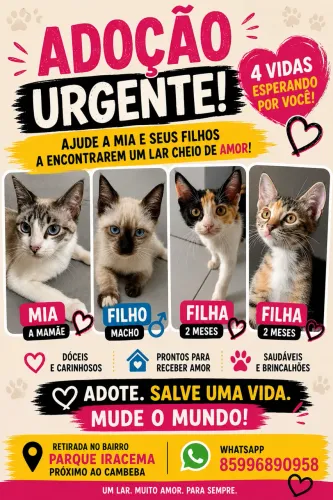 Adoção de Gatinhos! 